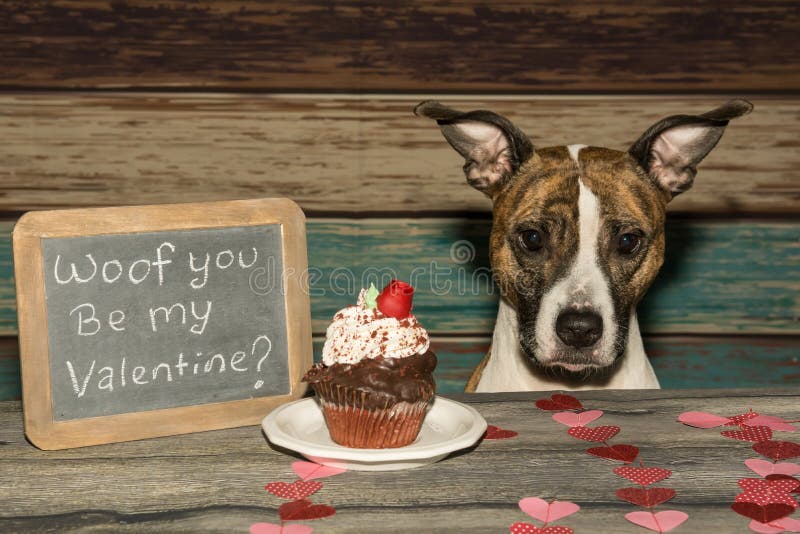 An American Staffordshire bull terrier on Valentine`s Day. An American Staffordshire bull terrier on Valentine`s Day.