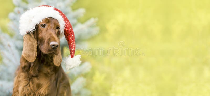 De hondbanner van Kerstmissanta claus, het idee van de groetkaart stock fotografie De hondbanner van Kerstmissanta claus, het idee van de groetkaart stock fotografie