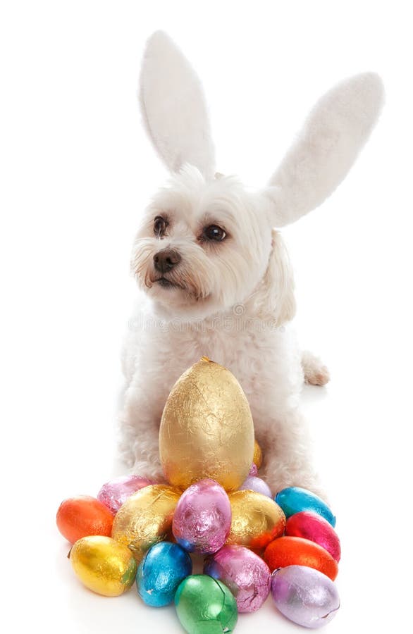 A pampered white maltese terrier dog wearing white bunny ears among lots of colorful chocolate easter eggs. White background. A pampered white maltese terrier dog wearing white bunny ears among lots of colorful chocolate easter eggs. White background.