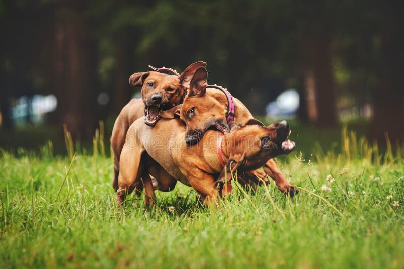 De honden die van Rhodesianridgeback in de zomer spelen royalty-vrije stock afbeeldingen De honden die van Rhodesianridgeback in de zomer spelen royalty-vrije stock afbeeldingen
