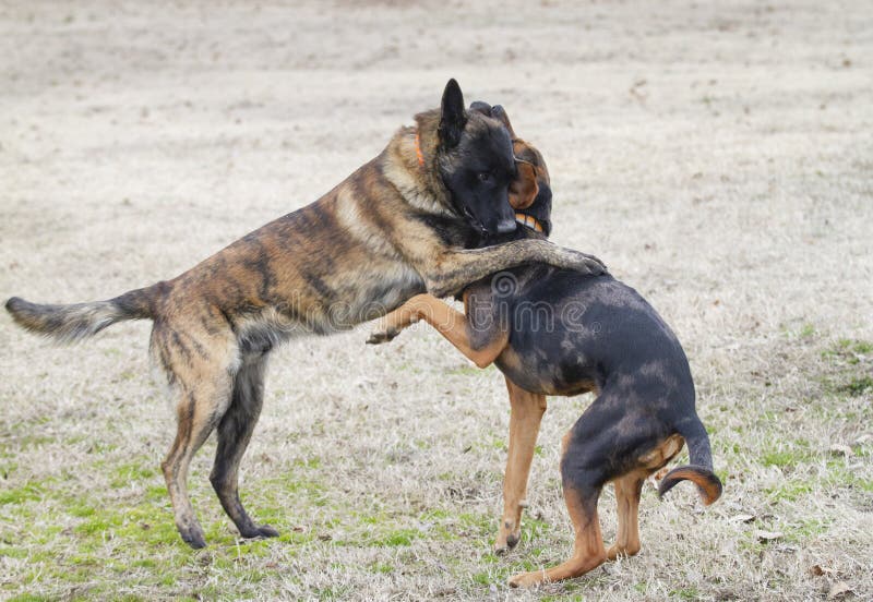 De honden spelen ruw in de yard, schijnen te koesteren royalty-vrije stock afbeelding De honden spelen ruw in de yard, schijnen te koesteren royalty-vrije stock afbeelding