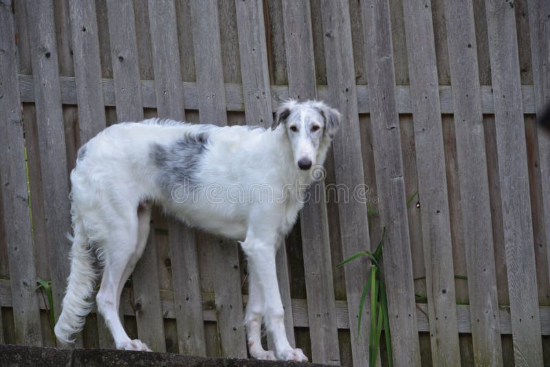 De hondmannetje van de barzoibarzoi in de werf stock afbeelding De hondmannetje van de barzoibarzoi in de werf stock afbeelding
