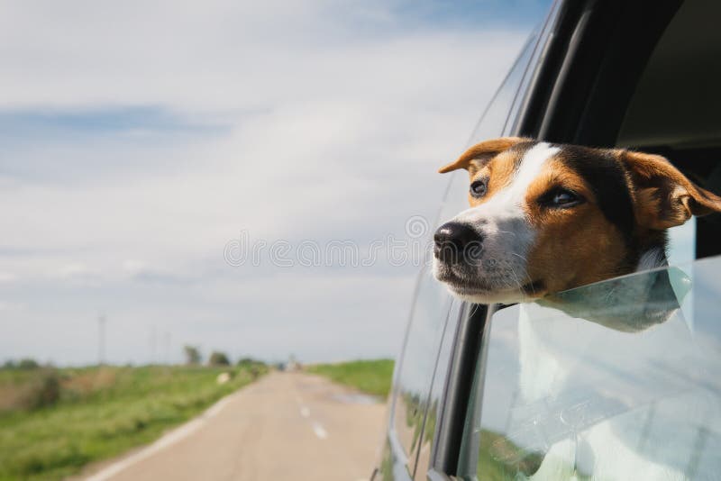 De hondritten in de auto royalty-vrije stock afbeelding De hondritten in de auto royalty-vrije stock afbeelding