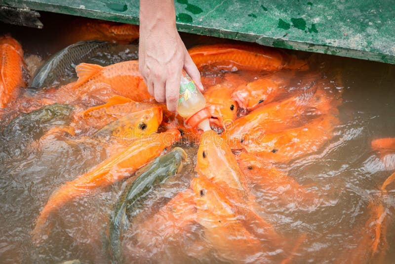 De hongerige gouden Aziatische vis eet voedsel van fles in de vijver De hand van de mens `s de vissen van het mensenvoer