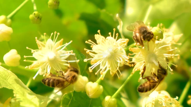 De honingbij, apismelifera, het bestuiven bloeiende boombloesems, sluit omhoog