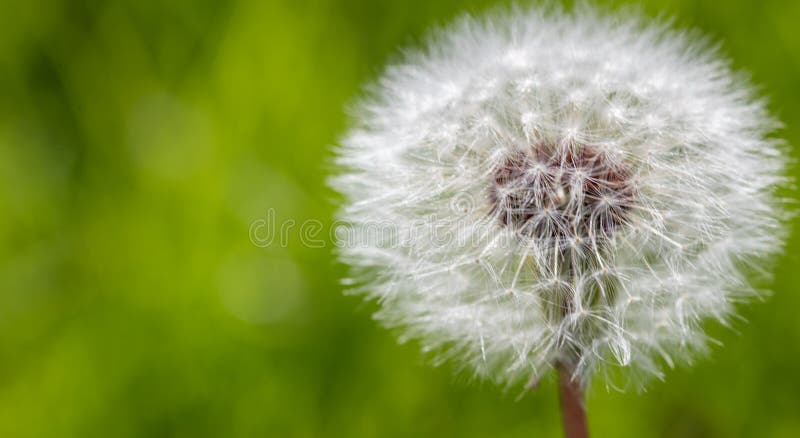 De hoofdbloem van het paardebloemzaad op groene vage achtergrond, exemplaarruimte stock afbeelding De hoofdbloem van het paardebloemzaad op groene vage achtergrond, exemplaarruimte stock afbeelding