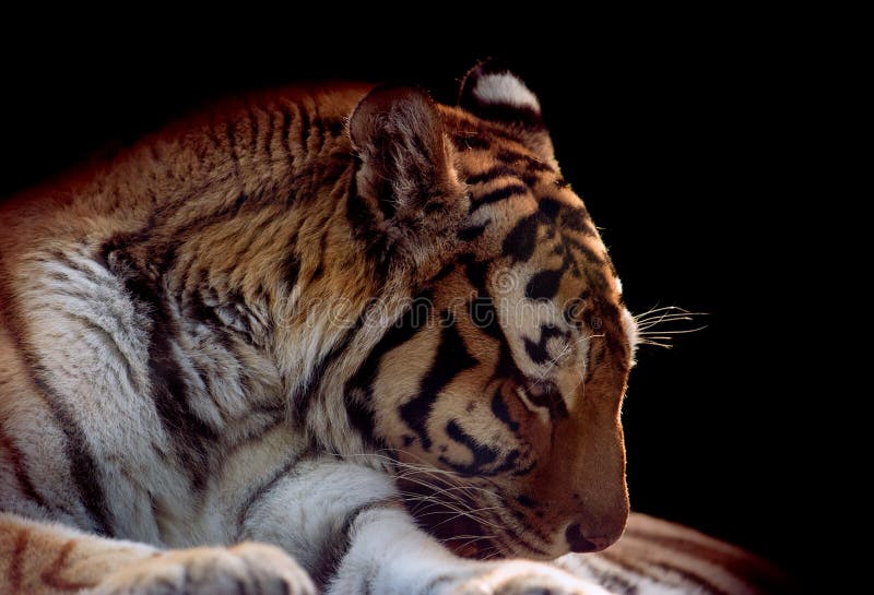 De hoofdclose-up van de Amurtijger op zwarte achtergrond stock foto