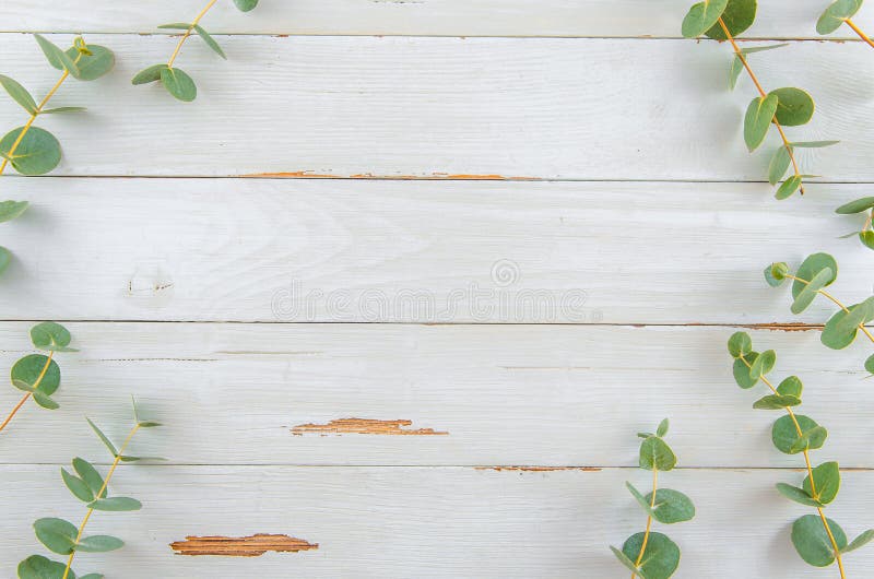 De hoogste vlakte van de menings bloemeneucalyptus legt kader op wit rustiek hout stock foto De hoogste vlakte van de menings bloemeneucalyptus legt kader op wit rustiek hout stock foto