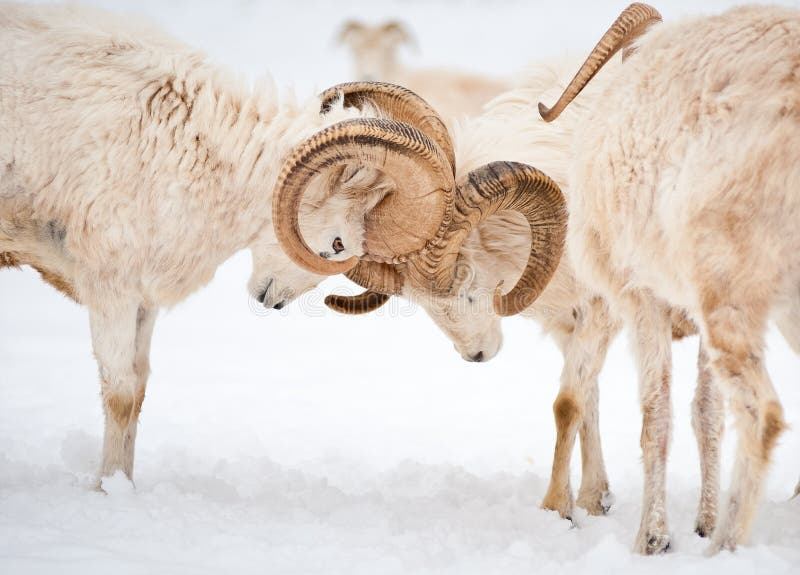 Two male Dall Sheep (Ovis Dalli) or bighorn sheep lock horns in a traditional display of power during mating season. Two male Dall Sheep (Ovis Dalli) or bighorn sheep lock horns in a traditional display of power during mating season.