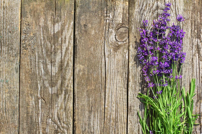 De houten Lavendel bloeit Achtergrond De houten Lavendel bloeit Achtergrond