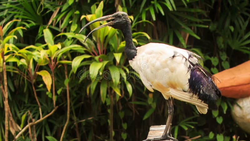 De houten Ooievaars Grote Vogel zit op Tak bij Groene Installaties