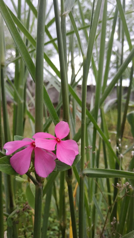 De härliga rosa färgerna av blomman royaltyfria bilder De härliga rosa färgerna av blomman royaltyfria bilder