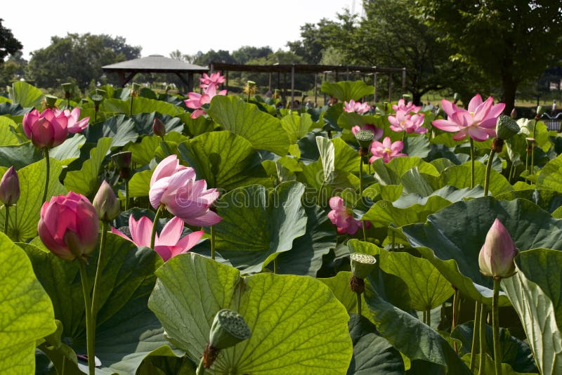 De illustratie van de bloemZen van Lotus royalty-vrije stock afbeelding De illustratie van de bloemZen van Lotus royalty-vrije stock afbeelding