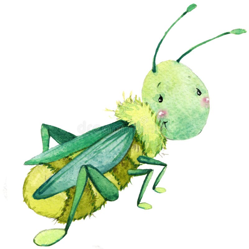 Cartoon insect grasshopper watercolor illustration. on white background. Cartoon insect grasshopper watercolor illustration. on white background.