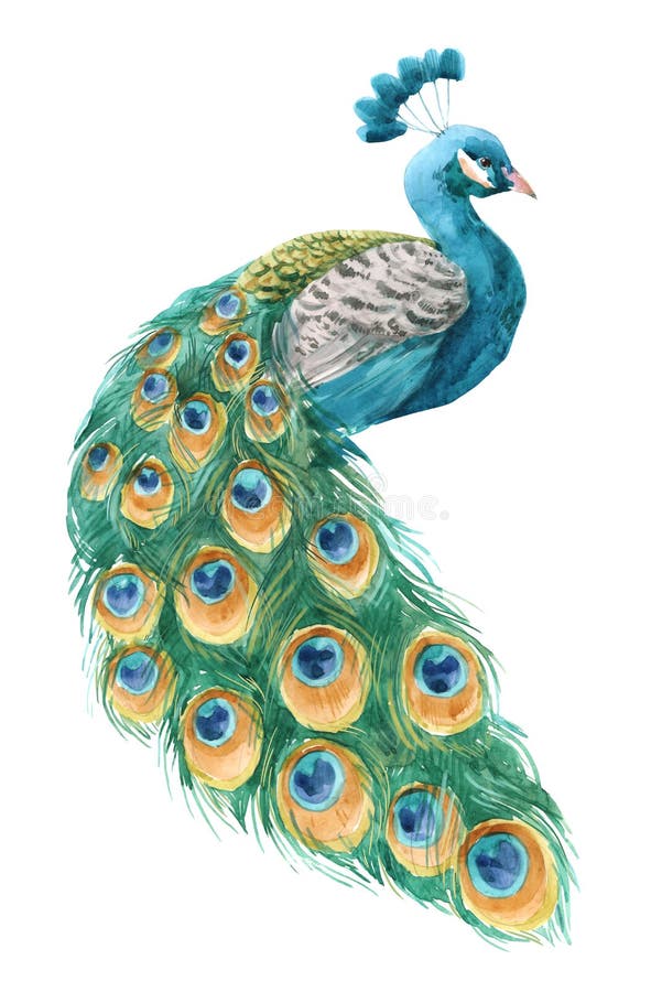 Beautiful illustration with hand drawn watercolor peacock. Beautiful illustration with hand drawn watercolor peacock