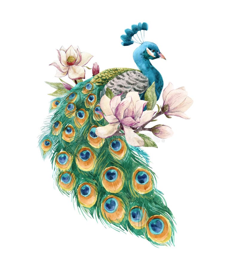 Beautiful illustration with hand drawn watercolor magnolia flowers and peacock. Beautiful illustration with hand drawn watercolor magnolia flowers and peacock