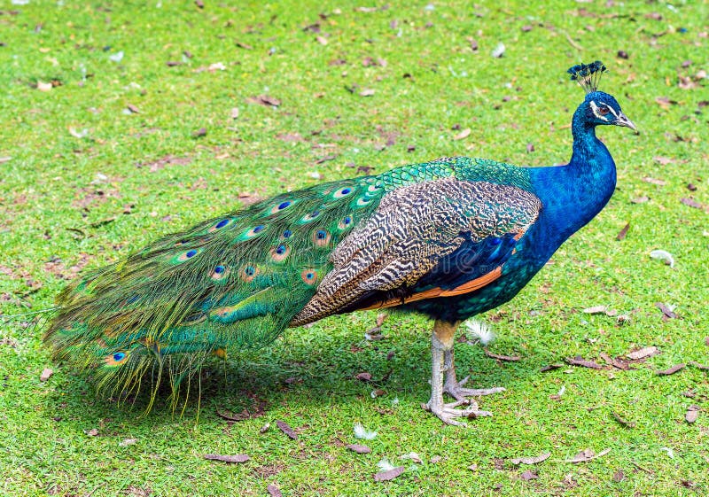Portrait of a male Indian Peafowl or Peacock Pavo cristatus in the grass. Portrait of a male Indian Peafowl or Peacock Pavo cristatus in the grass.