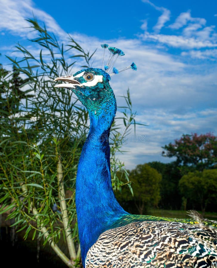 The Indian peafowl Pavo cristatus, also known as the common peafowl, and blue peafowl, is a large and brightly coloured bird, is a species of peafowl native to the Indian subcontinent, but introduced in many other parts of the world. The Indian peafowl Pavo cristatus, also known as the common peafowl, and blue peafowl, is a large and brightly coloured bird, is a species of peafowl native to the Indian subcontinent, but introduced in many other parts of the world