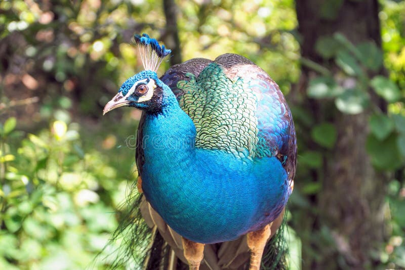 A large bird, is a species of peafowl native to South Asia - Pavo cristatus. A large bird, is a species of peafowl native to South Asia - Pavo cristatus