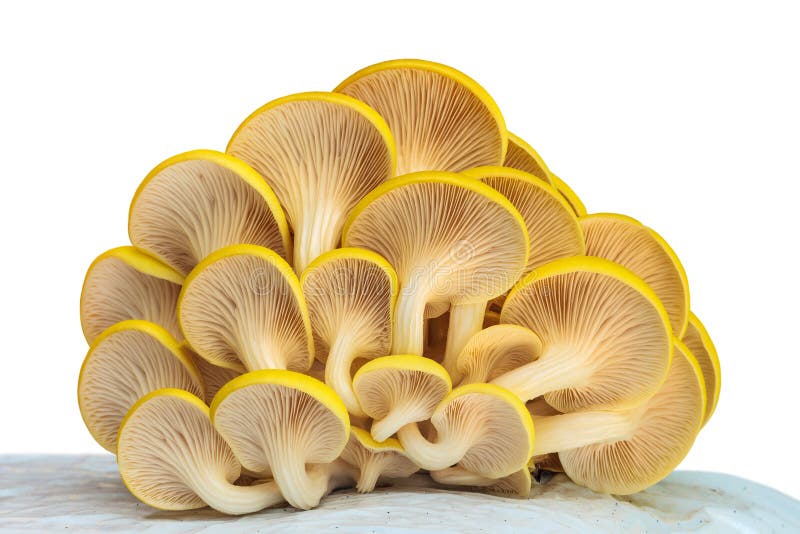 Industrial growth of oyster mushrooms on white plastic isolated on a white background. Industrial growth of oyster mushrooms on white plastic isolated on a white background