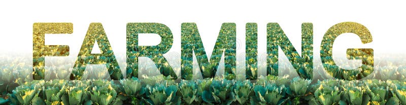 De inschrijving die op de achtergrond van een gebied van de koolaanplanting bewerken Landbouwbedrijf het Groeien voedsel voor wed royalty-vrije stock afbeelding De inschrijving die op de achtergrond van een gebied van de koolaanplanting bewerken Landbouwbedrijf het Groeien voedsel voor wed royalty-vrije stock afbeelding