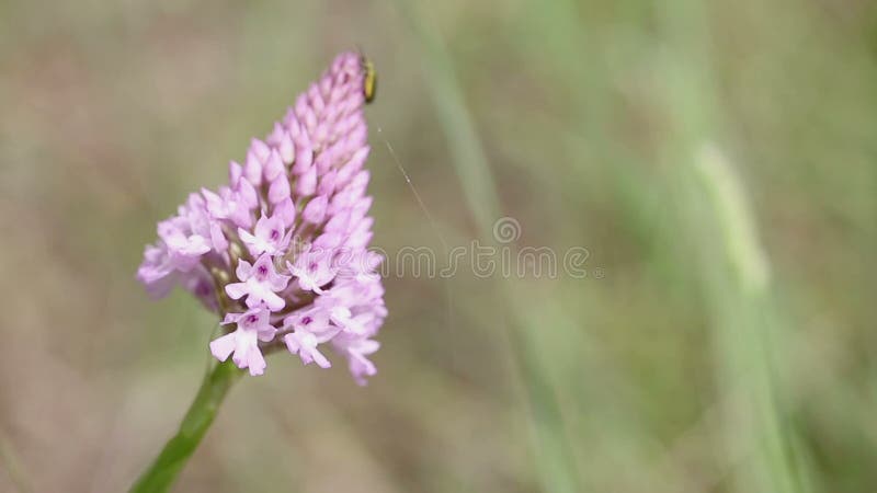 De insecten van Chrysanthianigricornis op een Anacamptis-wilde bloem van de pyramidalis piramidale roze orchidee in aard