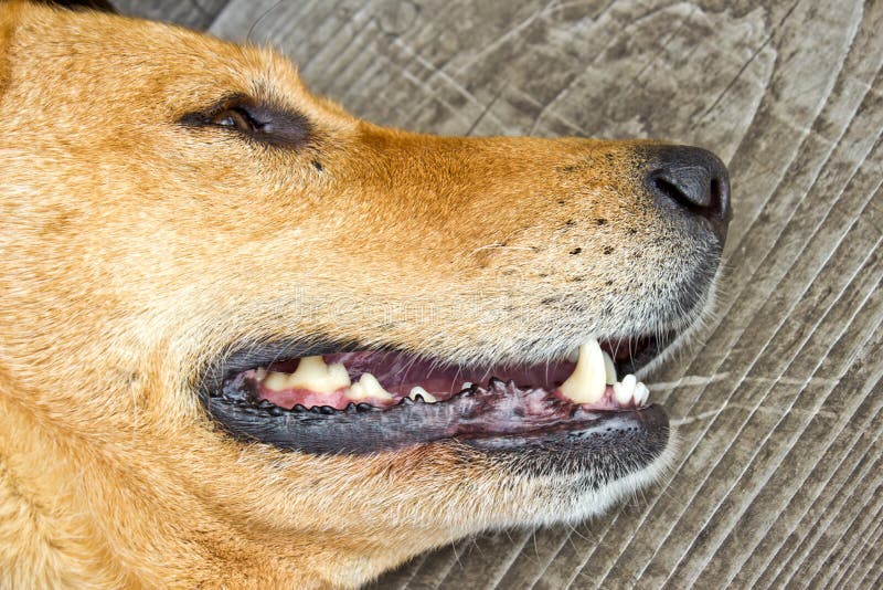 De VoorTanden van de hond stock afbeelding. Image of schoon 23893465