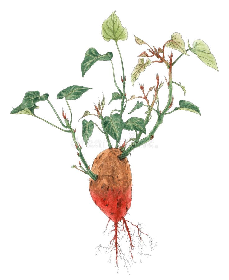 De installatie botanische tekening van bataatipomoea batatas stock illustratie De installatie botanische tekening van bataatipomoea batatas stock illustratie