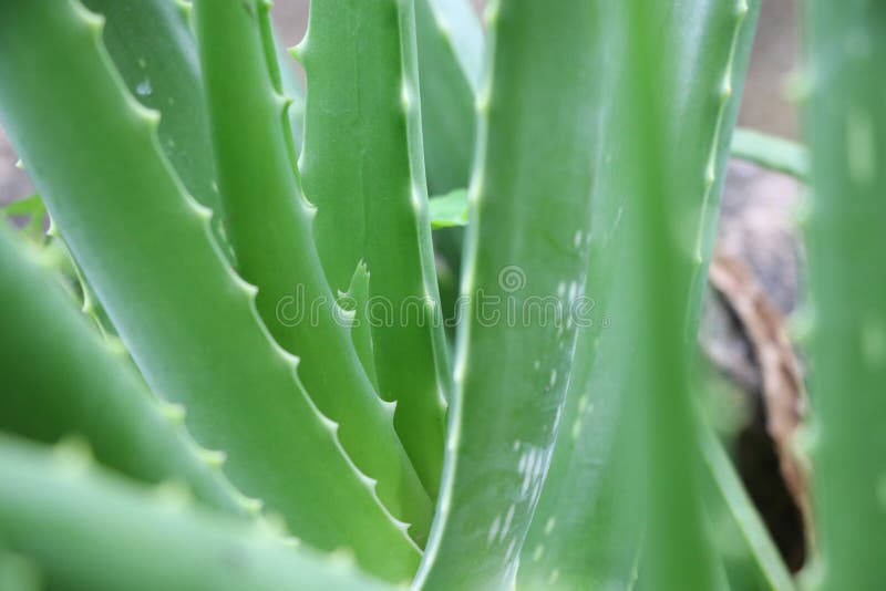 De installatie kruiden groene kleur van het Aloeverablad op aardachtergrond royalty-vrije stock foto's De installatie kruiden groene kleur van het Aloeverablad op aardachtergrond royalty-vrije stock foto's
