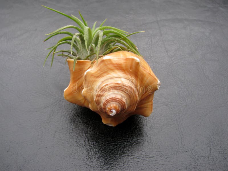 De installatie Mexicaanse Ionantha van de Tillandsialucht die in een zeeschelp wordt geplooid stock foto De installatie Mexicaanse Ionantha van de Tillandsialucht die in een zeeschelp wordt geplooid stock foto