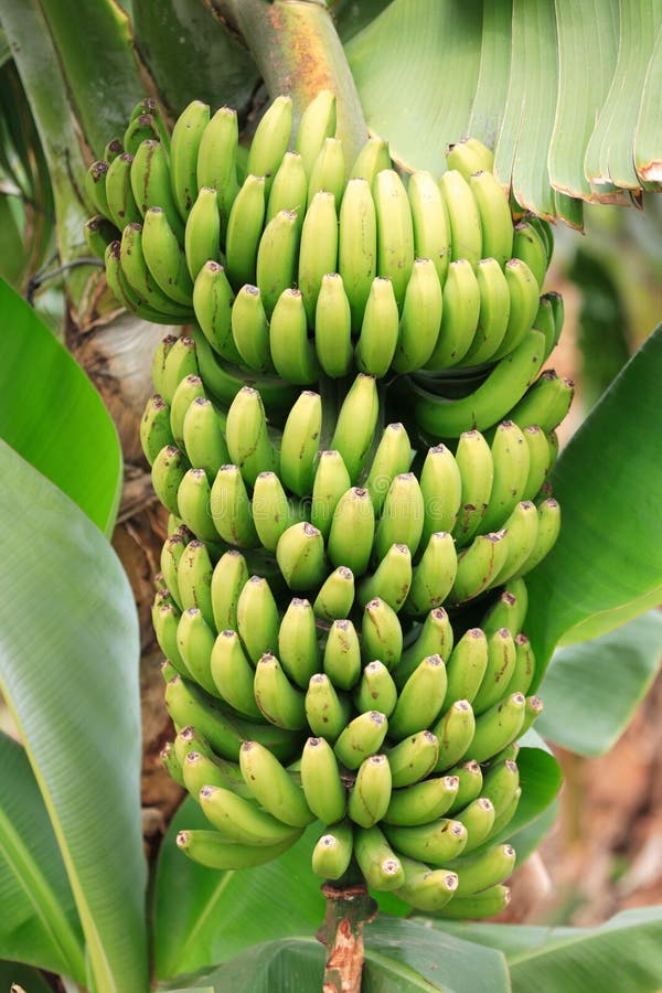 De installatie van de banaan royalty-vrije stock afbeelding De installatie van de banaan royalty-vrije stock afbeelding