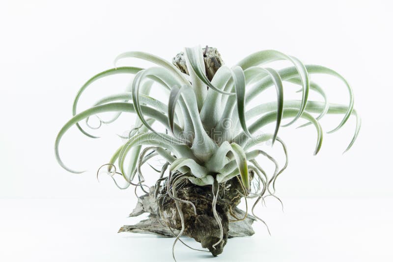 De installatie van de luchtwortel, Tillandsia Chiapensis, op witte achtergrond stock afbeelding De installatie van de luchtwortel, Tillandsia Chiapensis, op witte achtergrond stock afbeelding