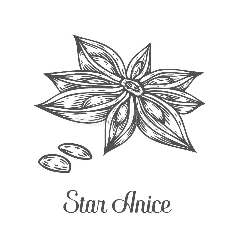 De installatie van het de bloemzaad van de anijsplantster Hand getrokken schets vectorillustratie op wit Kruidige kruiden De kok royalty-vrije illustratie De installatie van het de bloemzaad van de anijsplantster Hand getrokken schets vectorillustratie op wit Kruidige kruiden De kok royalty-vrije illustratie
