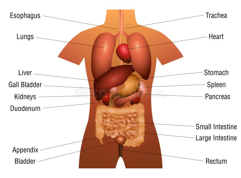 Onwijs Interne Organen Menselijke Anatomie Vector Illustratie TQ-66