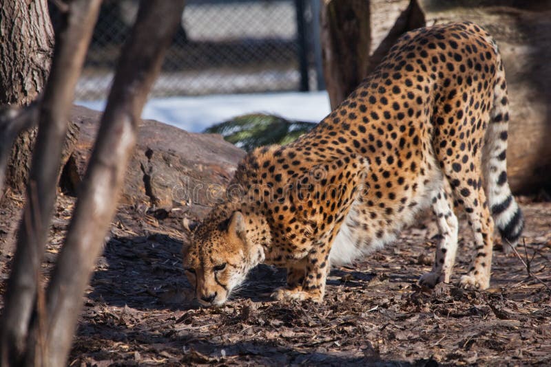 De jachtluipaard neemt onder de bomensnuifjes de grond, onderzoeken, de schaduwen en de spotty kleuring van de huiden van een gro stock foto's De jachtluipaard neemt onder de bomensnuifjes de grond, onderzoeken, de schaduwen en de spotty kleuring van de huiden van een gro stock foto's
