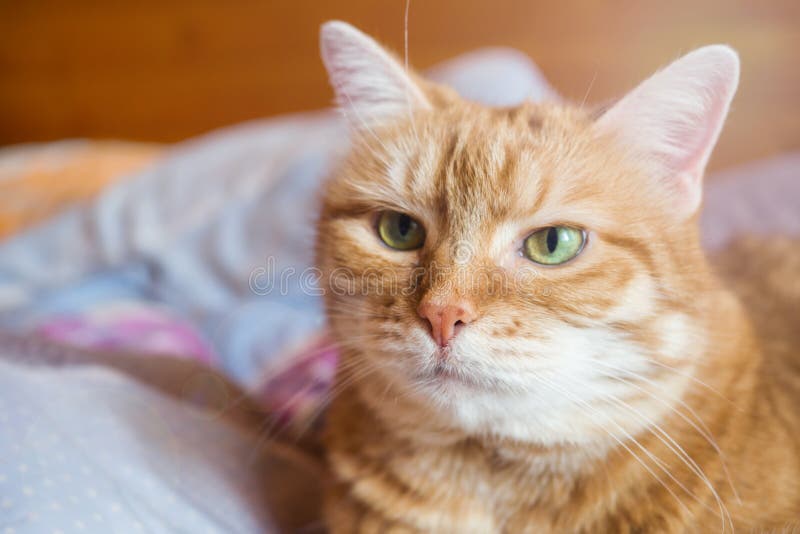 De jaren van de gemberkat op het bed in een deken het comfortabele huis en ontspant concept stock afbeelding De jaren van de gemberkat op het bed in een deken het comfortabele huis en ontspant concept stock afbeelding