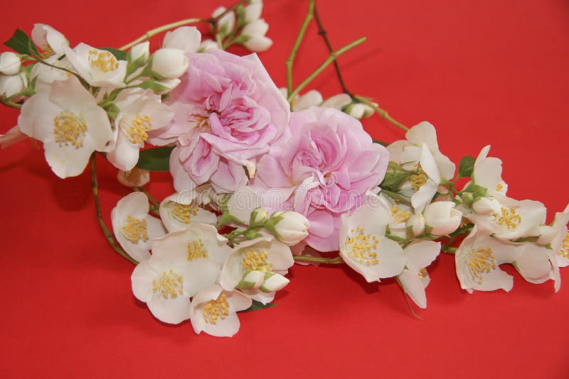 De jasmijn en nam bloemen toe royalty-vrije stock afbeeldingen De jasmijn en nam bloemen toe royalty-vrije stock afbeeldingen
