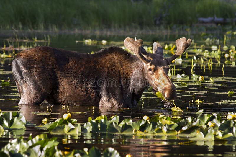 Jonge Elkbul stock fotografie