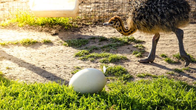 De jonge babystruisvogel gaat naar groot eierleggen op het groene gras royalty-vrije stock fotografie De jonge babystruisvogel gaat naar groot eierleggen op het groene gras royalty-vrije stock fotografie
