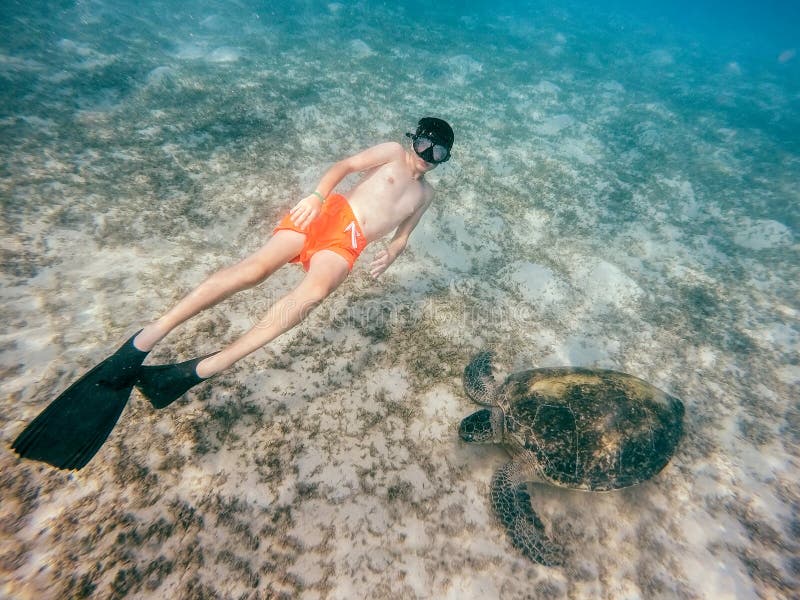De jonge jongen snorkelt zwemt met groene zeeschildpad, Egypte stock foto De jonge jongen snorkelt zwemt met groene zeeschildpad, Egypte stock foto