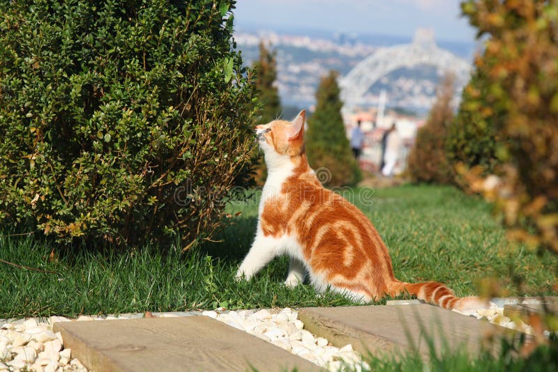 De jonge rode struik van kattensnuifjes royalty-vrije stock fotografie