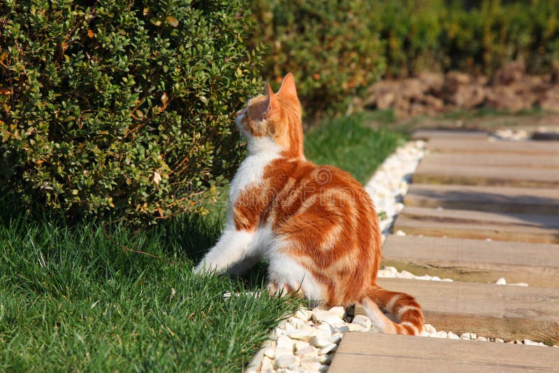 De jonge rode struik van kattensnuifjes stock afbeelding