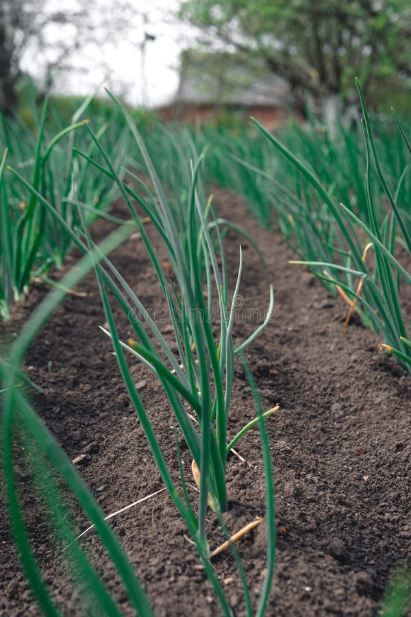 De jonge spruit van de de lenteui op het gebied Organisch gekweekte uien met bieslook in de grond De organische landbouw het voed royalty-vrije stock foto's De jonge spruit van de de lenteui op het gebied Organisch gekweekte uien met bieslook in de grond De organische landbouw het voed royalty-vrije stock foto's