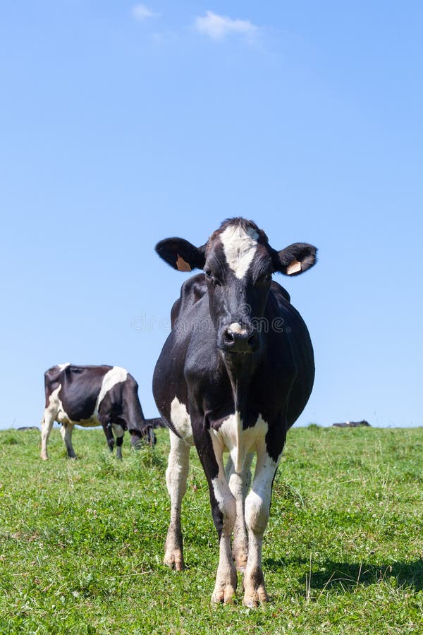 De jonge zwart-witte melkkoe van Holstein in een weelderig weiland