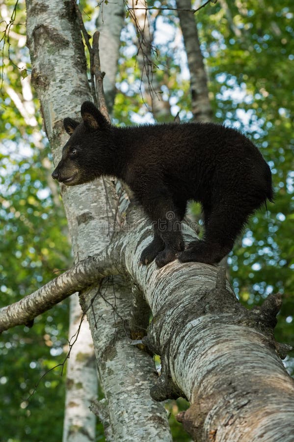 De jonge Zwarte draagt (americanus Ursus) Tribunes op Tak royalty-vrije stock foto's De jonge Zwarte draagt (americanus Ursus) Tribunes op Tak royalty-vrije stock foto's