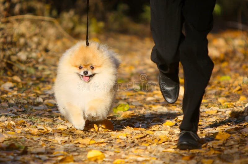 De jongenslooppas langs de weg met een rode, pluizige hond Een actief, gelukkig puppy loopt op een leiband met een mens stock foto's De jongenslooppas langs de weg met een rode, pluizige hond Een actief, gelukkig puppy loopt op een leiband met een mens stock foto's
