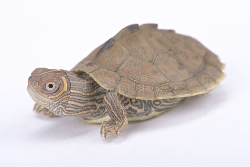 The Mississippi map turtle, Graptemys pseudogeographica kohni, is a beautiful turtle species found in the United States. The Mississippi map turtle, Graptemys pseudogeographica kohni, is a beautiful turtle species found in the United States.