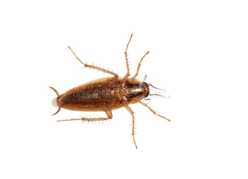 De kakkerlak van het insect