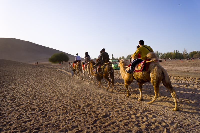 Traveler camels team in the desert of sunset, in the Crescent spring [Yueyaquan lake], Dunhuang city Gansu province, China. October 3, 2011. Traveler camels team in the desert of sunset, in the Crescent spring [Yueyaquan lake], Dunhuang city Gansu province, China. October 3, 2011.