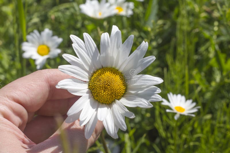 De kamillebloem in vrouw dient een weide in Zonnig weer in royalty-vrije stock afbeeldingen De kamillebloem in vrouw dient een weide in Zonnig weer in royalty-vrije stock afbeeldingen